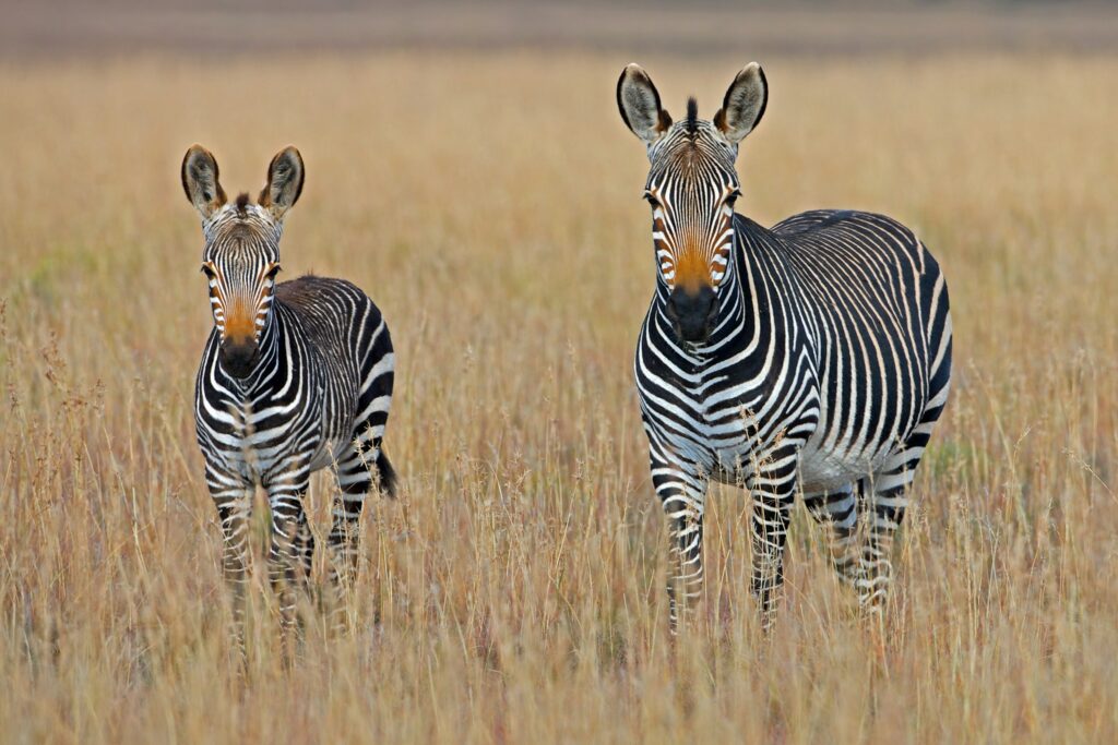 Safaris en África
